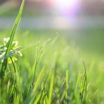 4 raisons de ne pas tondre le gazon trop court