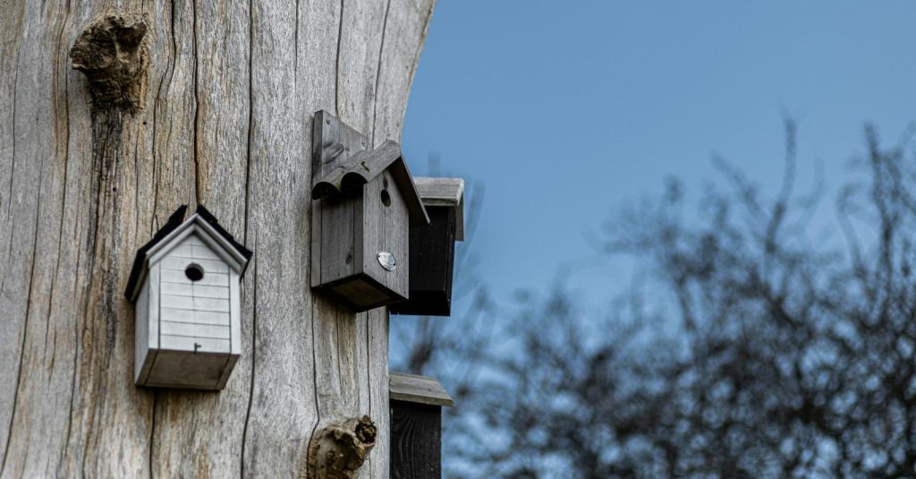 6 conseils pour installer un nichoir pour les oiseaux