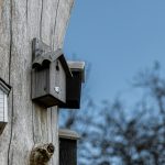 6 conseils pour installer un nichoir pour les oiseaux