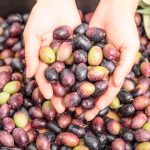 ¿Qué es el envero de la aceituna?