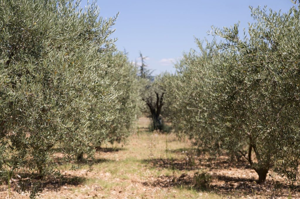 Tipos de cultivo del olivar: del tradicional al superintensivo