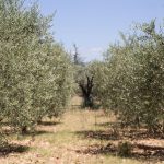Tipos de cultivo del olivar: del tradicional al superintensivo